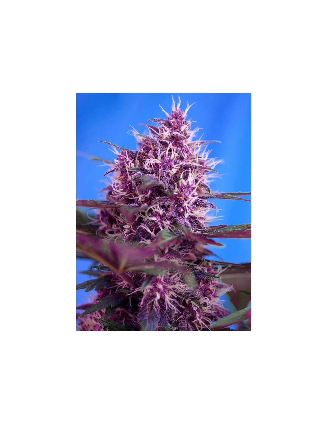 Red Poison Auto cannabis strain by Sweet Seeds