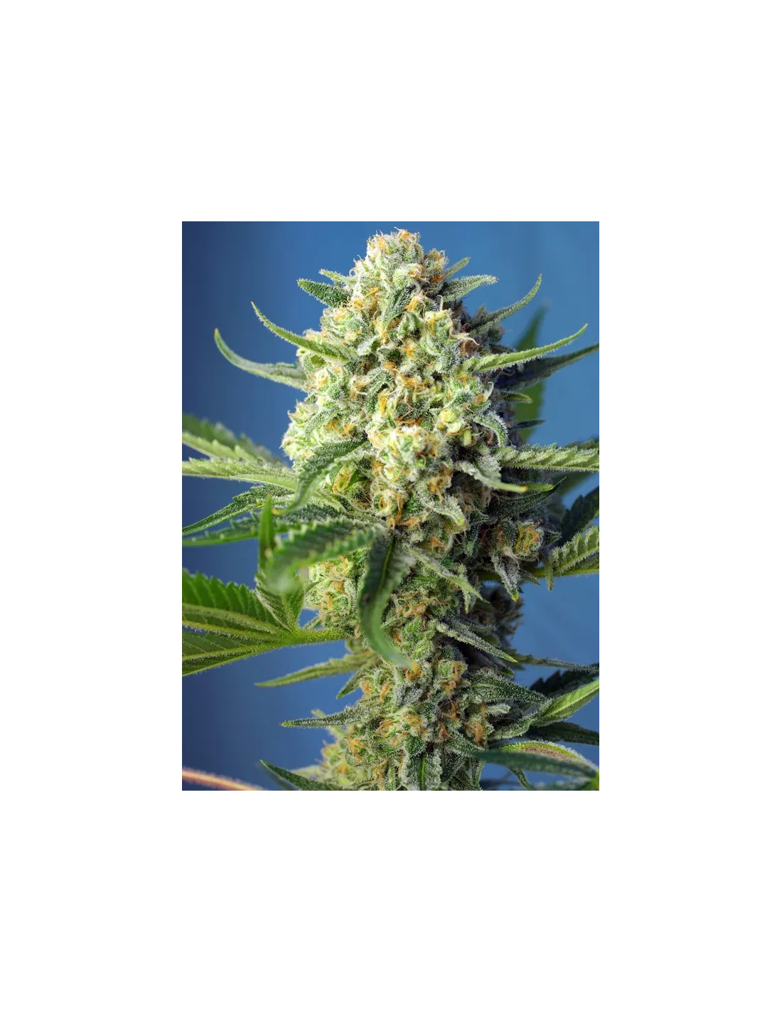 S.A.D. Sweet Afgani Delicious Auto cannabis strain by Sweet Seeds