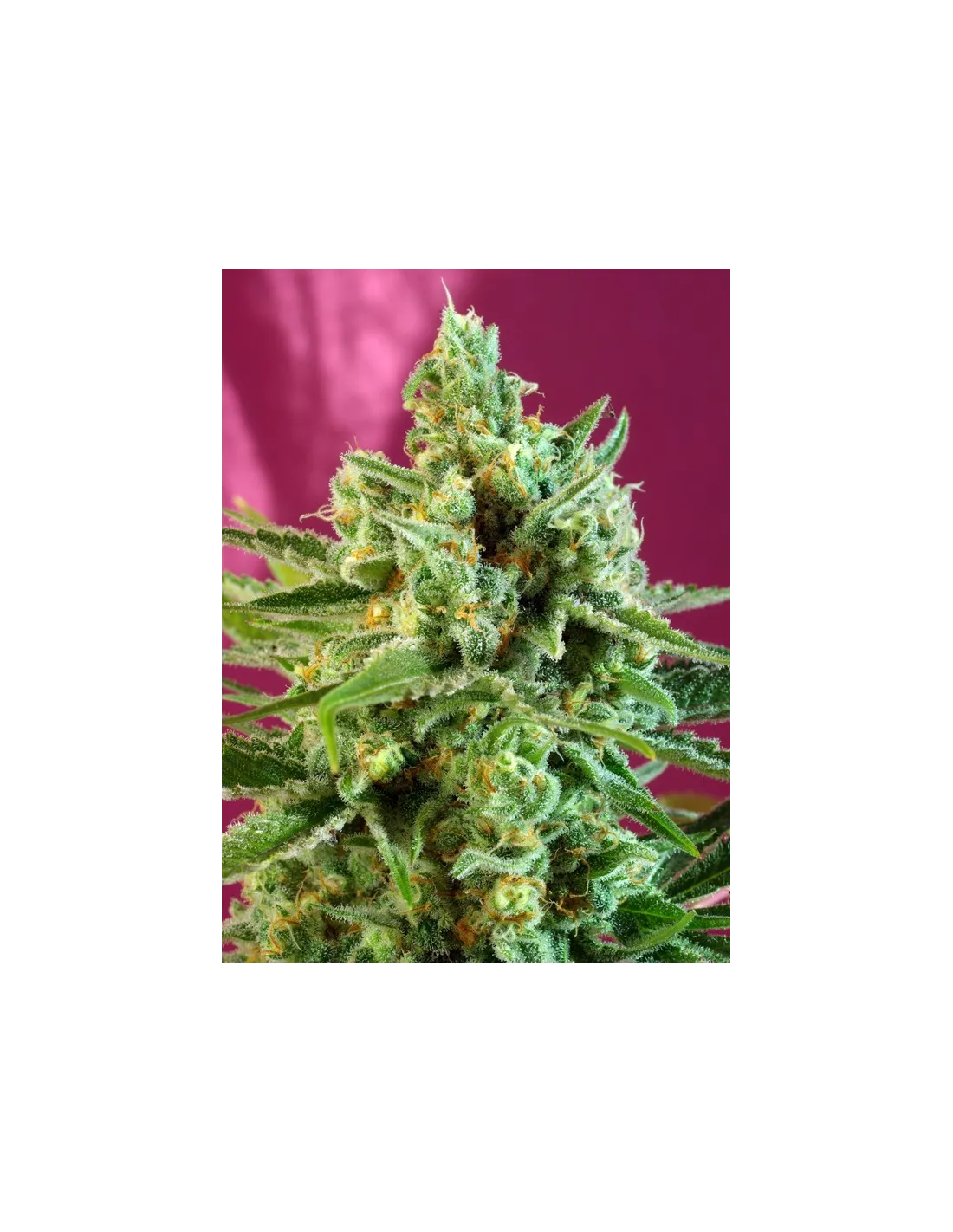 S.A.D. Sweet Afgani Delicious CBD cannabis strain by Sweet Seeds