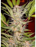 S.A.D. Sweet Afgani Delicious F1 Fast Version® (Buy Seeds: 3 seeds +1 free)