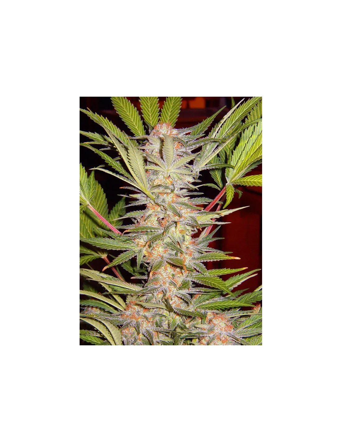S.A.D. Sweet Afgani Delicious F1 Fast Version cannabis strain by Sweet Seeds