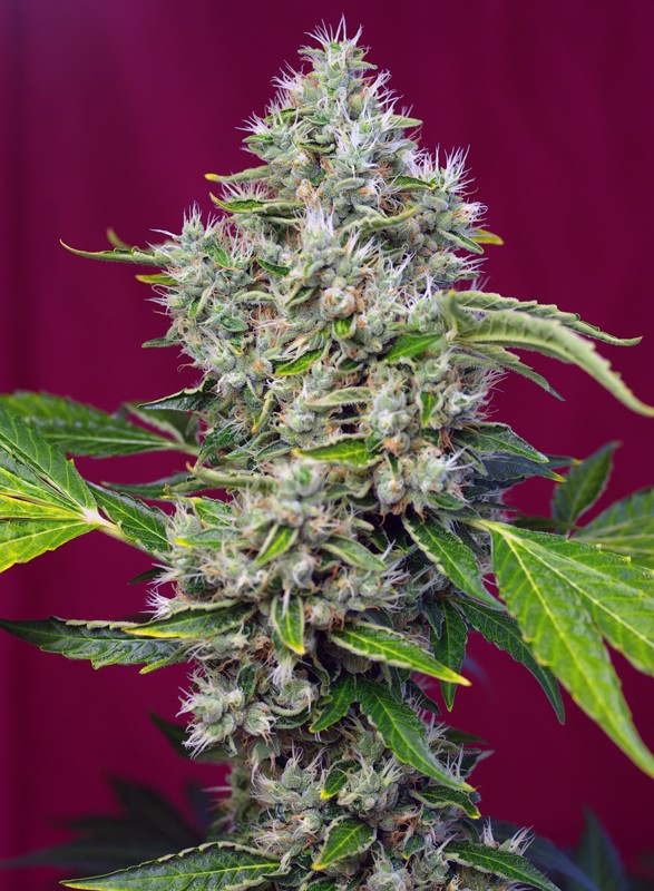 San Fernando Lemon Kush® - Comprar San Fernando Lemon Kush® -USA STRAIN- SWEET SEEDS® ,Semilla Feminizada Exterior, Característi