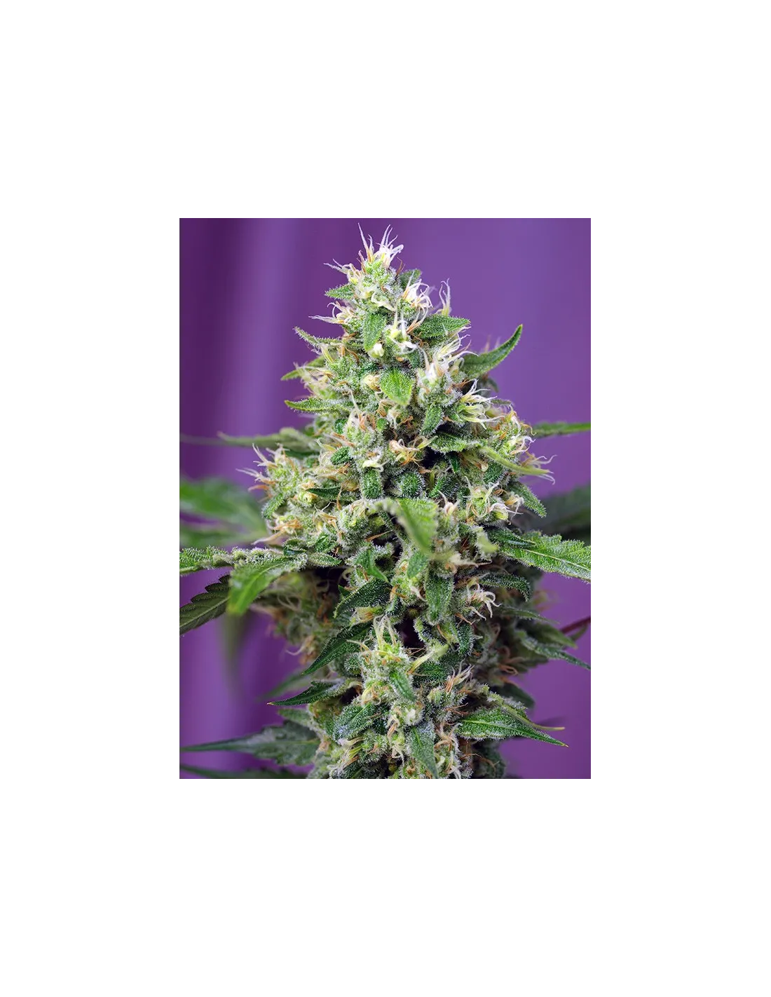 Sweet Amnesia Haze XL Auto cannabis strain by Sweet Seeds