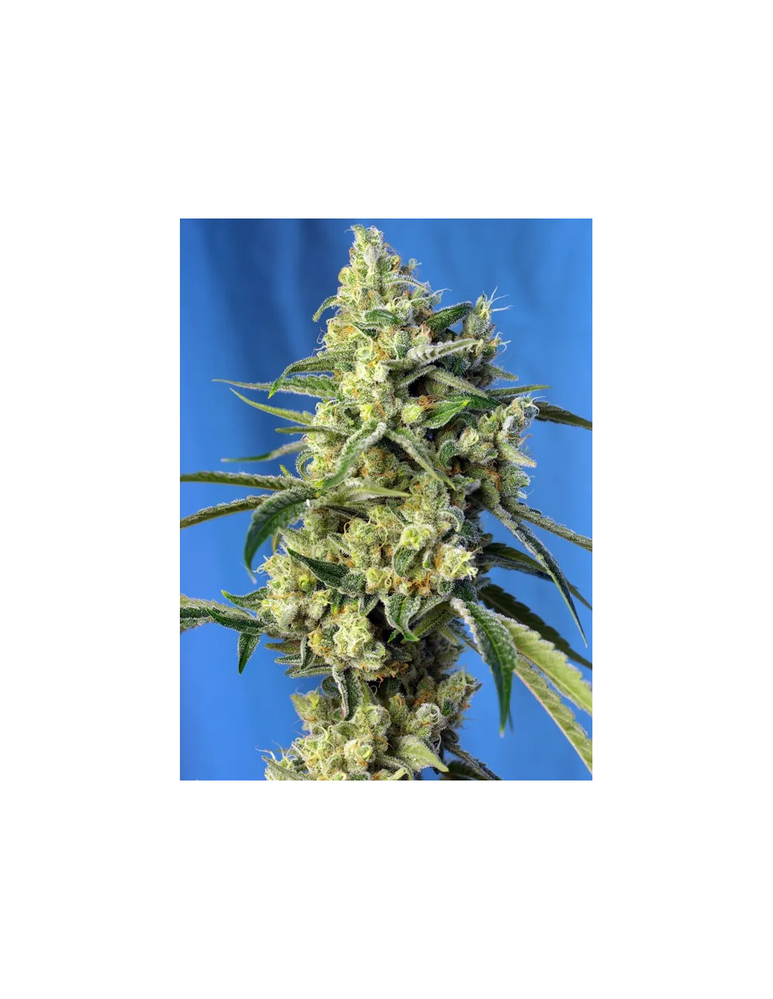 Sweet Amnesia Haze cannabis strain by Sweet Seeds