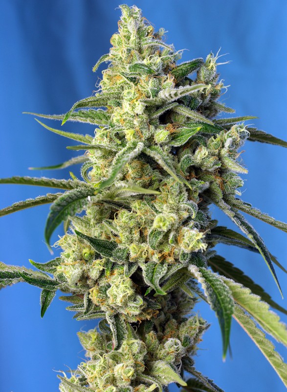 Semillas de cannabis Sweet Amnesia Haze®