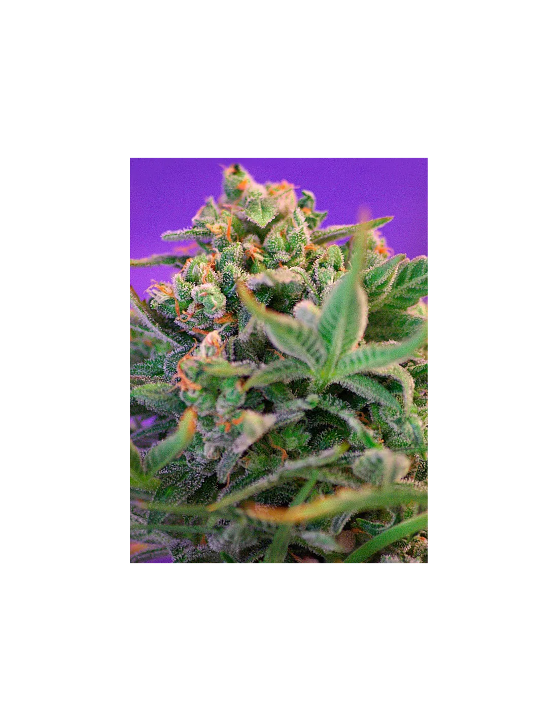Sweet Cheese F1 Fast Version cannabis strain by Sweet Seeds