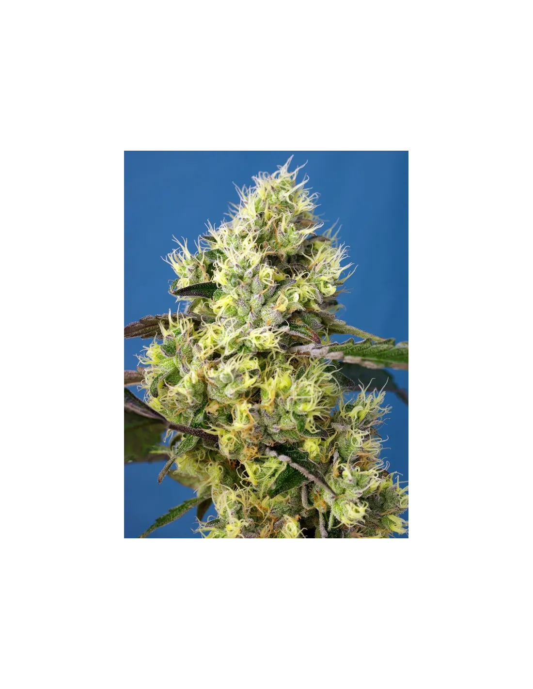 Sweet Gelato Auto cannabis strain by Sweet Seeds