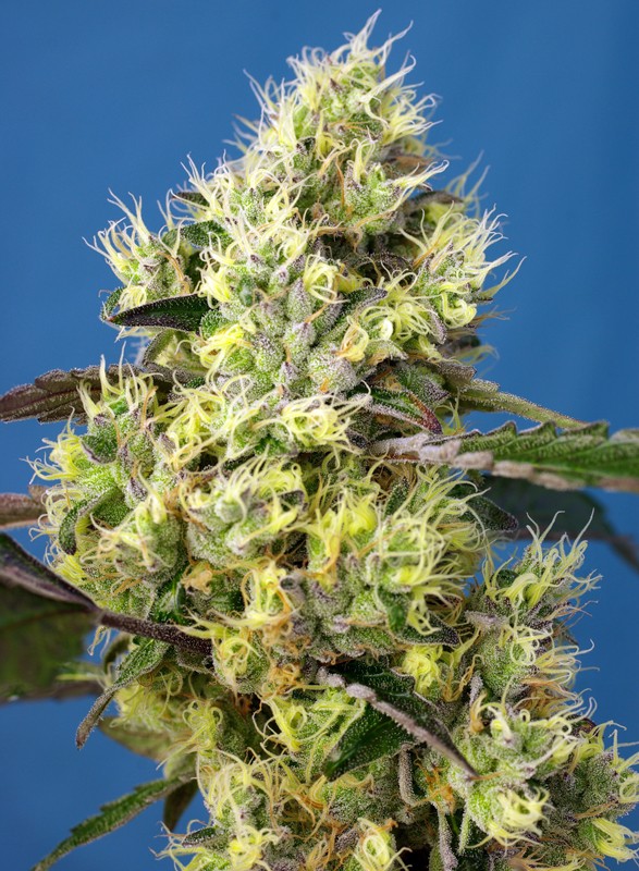 Sweet Gelato Auto®