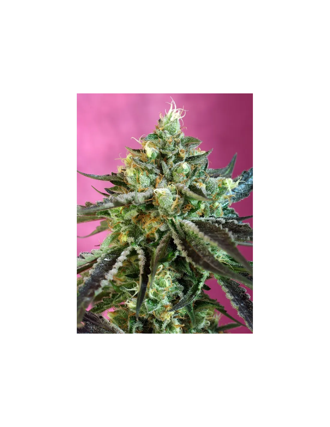 Sweet Nurse Auto CBD cannabis strain by Sweet Seeds