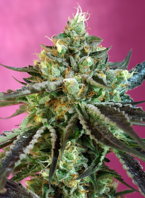 Sweet Nurse Auto CBD®