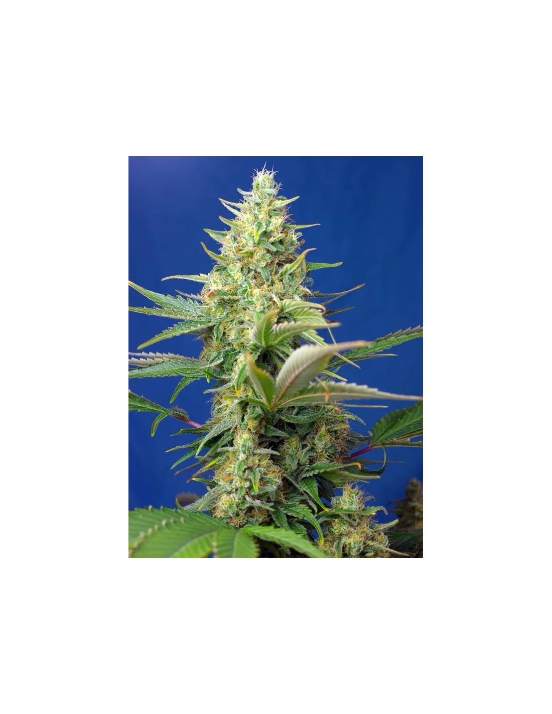 Sweet Pure Auto CBD by Sweet Seeds