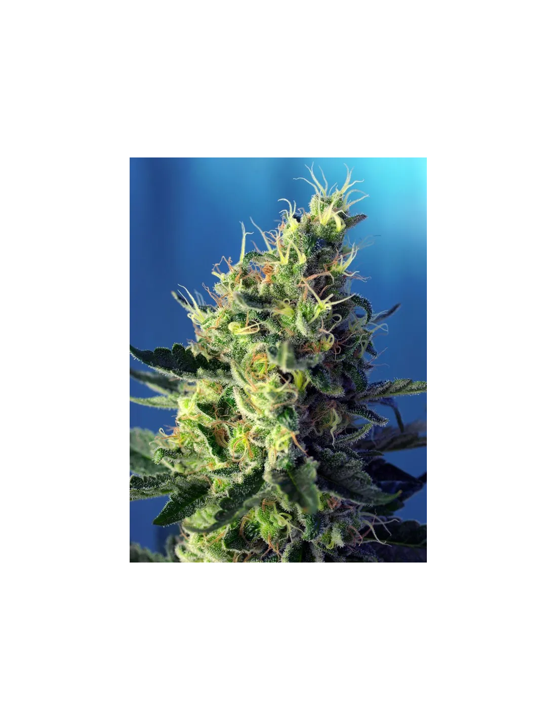 Sweet Pure CBD by Sweet Seeds