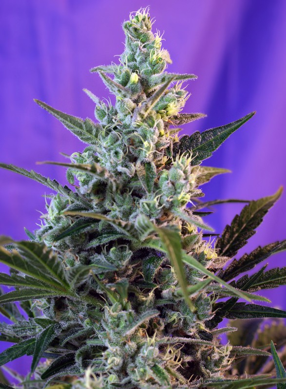 Acheter graine de cannabis féminisée Sweet Seeds autofloraison Sweet Skunk Auto