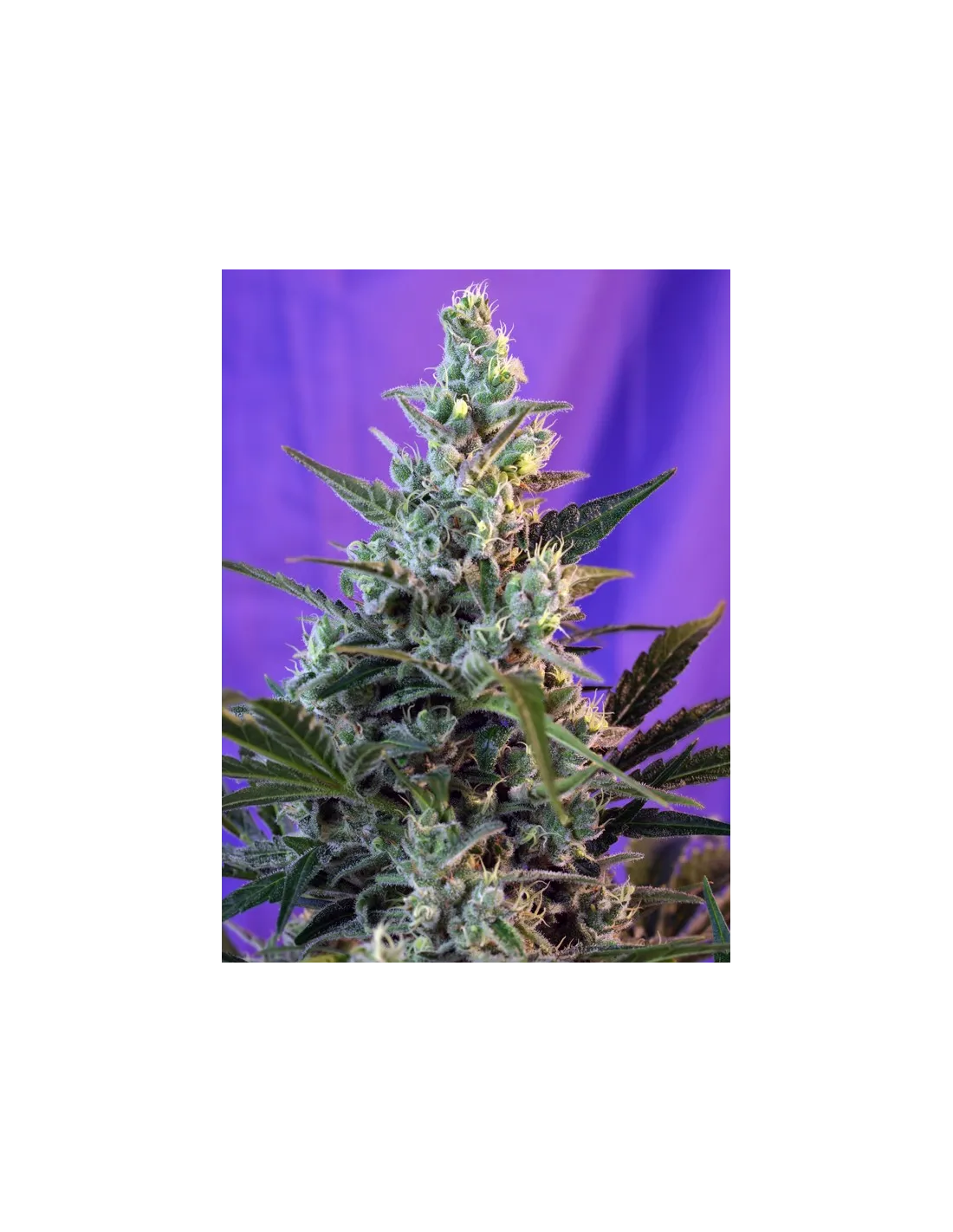 Sweet Skunk F1 Fast Version®