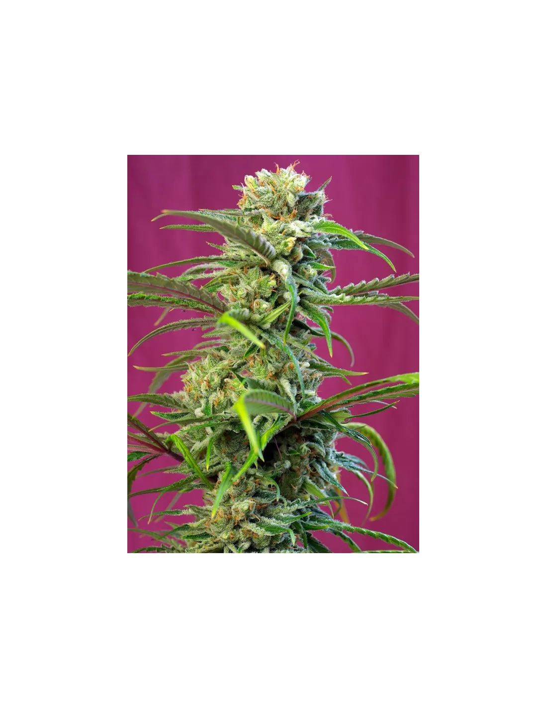 Sweet Tai cannabis strain by Sweet Seeds