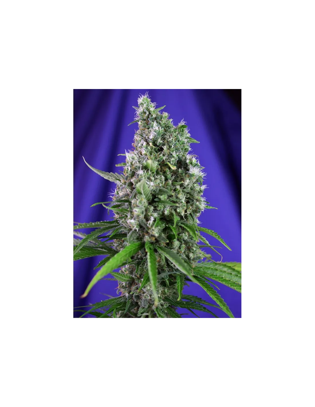 Sweet Trainwreck Auto cannabis strain by Sweet Seeds