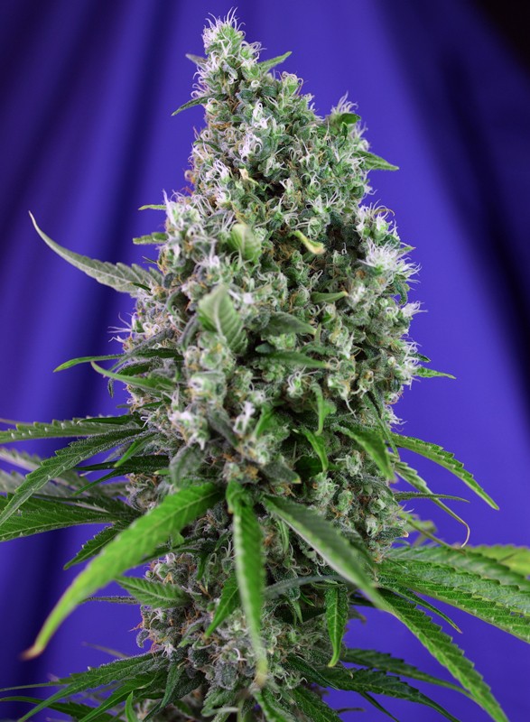 Sweet Trainwreck Auto®