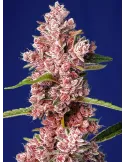 Tropicanna Poison F1 Fast Version® (Buy Seeds: 3 seeds +1 free)