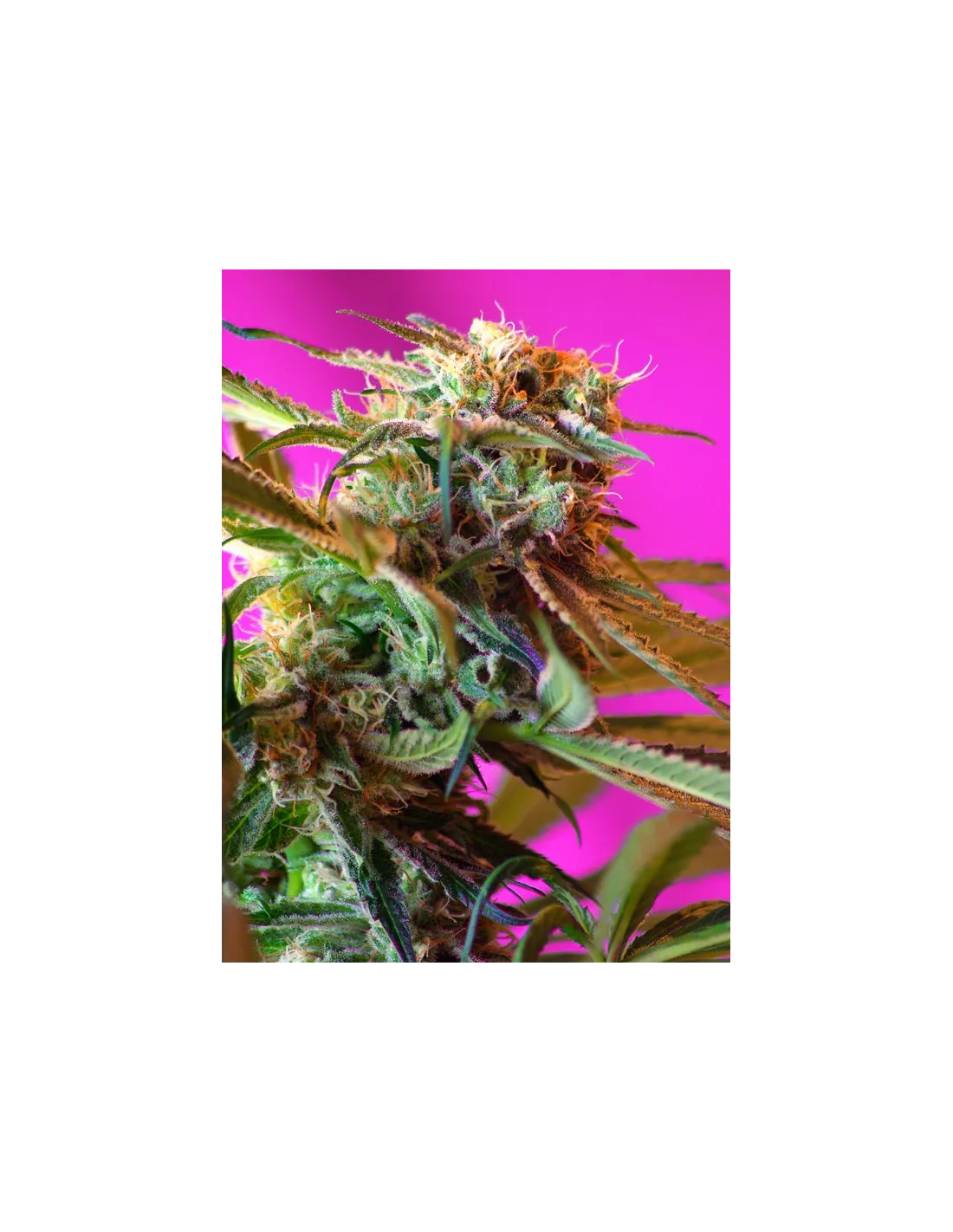 Wild Rose cannabis strain by Sweet Seeds
