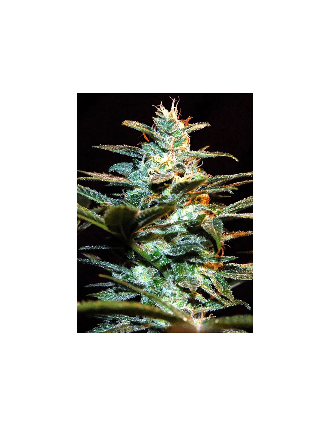 NYC Diesel cannabis strain by Sweet Seeds