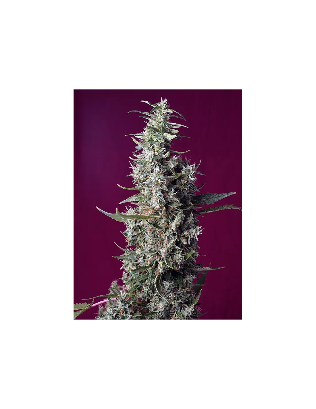 Sweet Cherry Pie by Sweet Seeds
