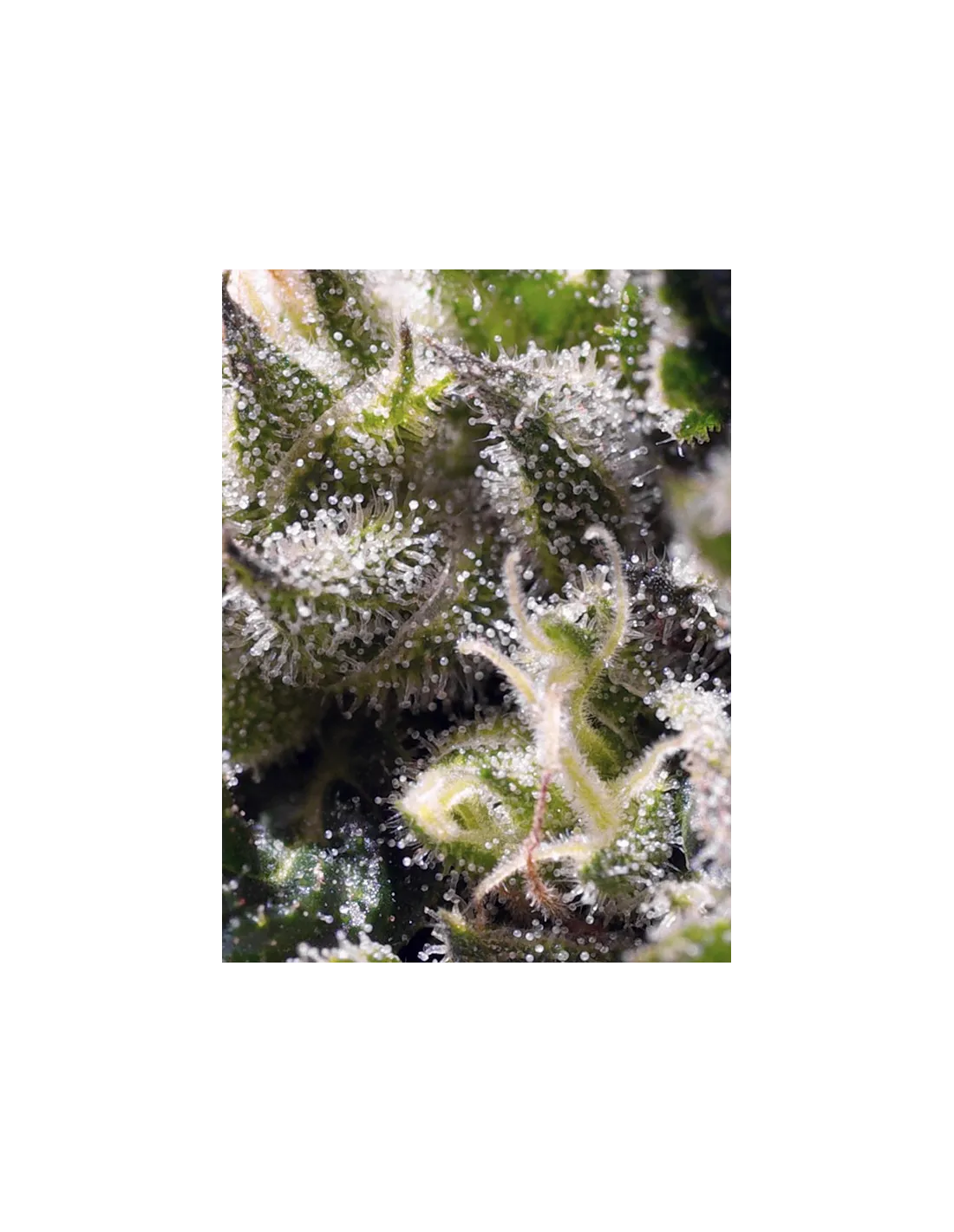 Cream Caramel Auto cannabis strain by Sweet Seeds