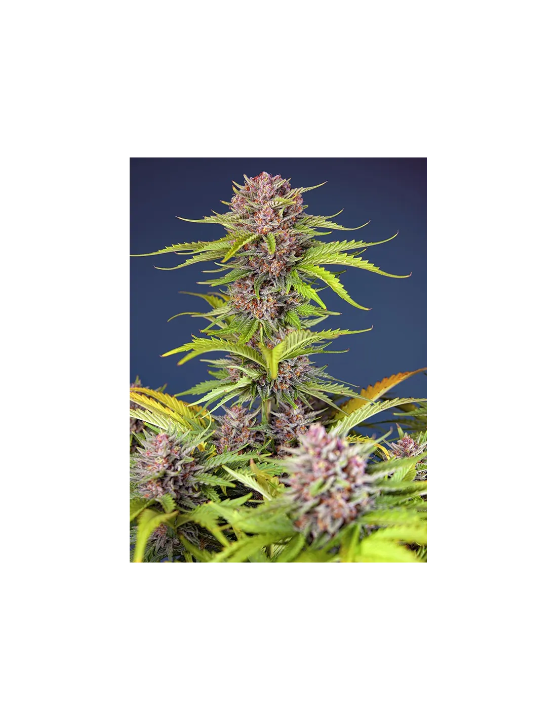 Mimosa Bruce Banner XL Auto cannabis strain by Sweet Seeds