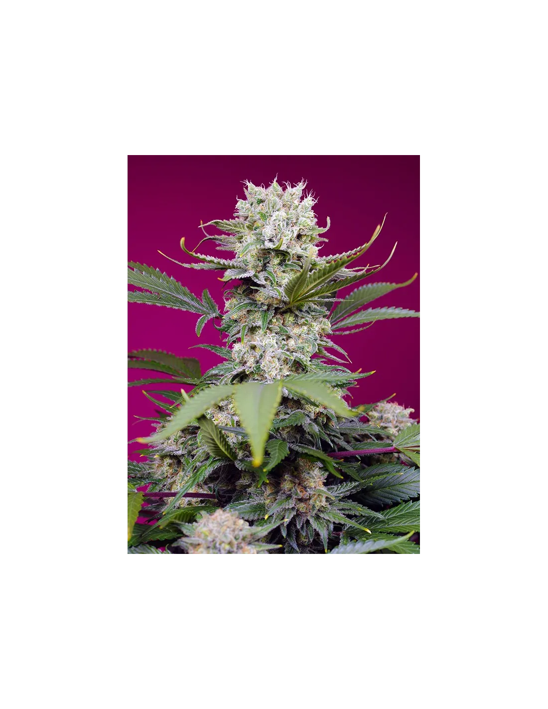 Sweet Mandarine Z XL Auto by Sweet Seeds