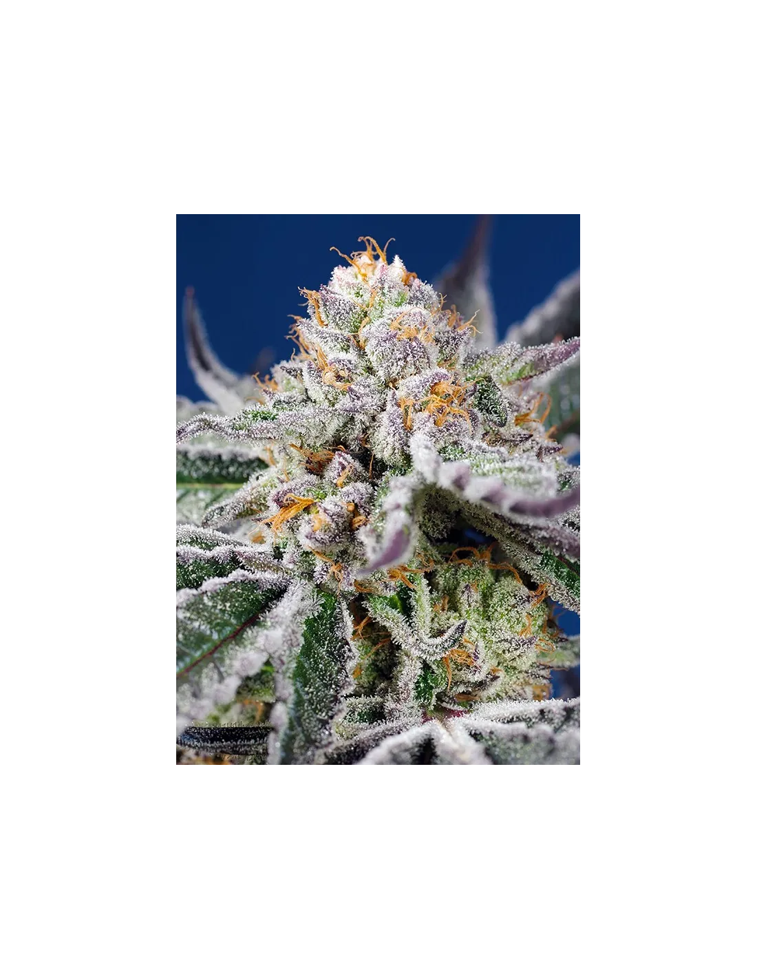 Orange Apricot Glue XL Auto cannabis strain by Sweet Seeds