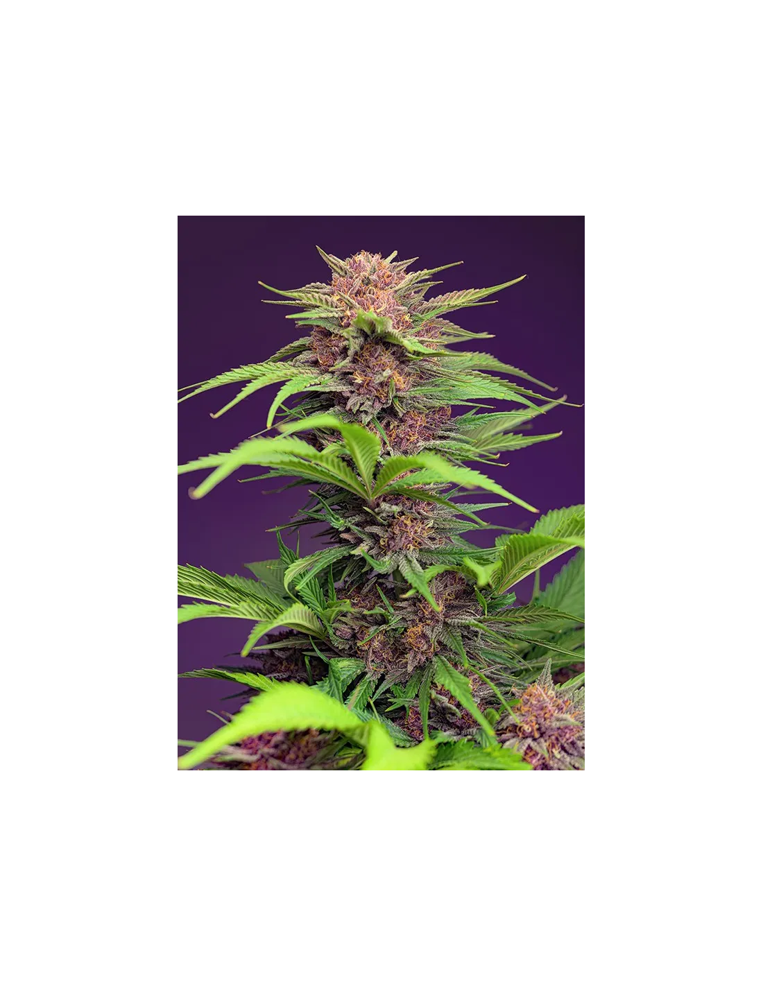 Red Mimosa XL Auto cannabis strain by Sweet Seeds