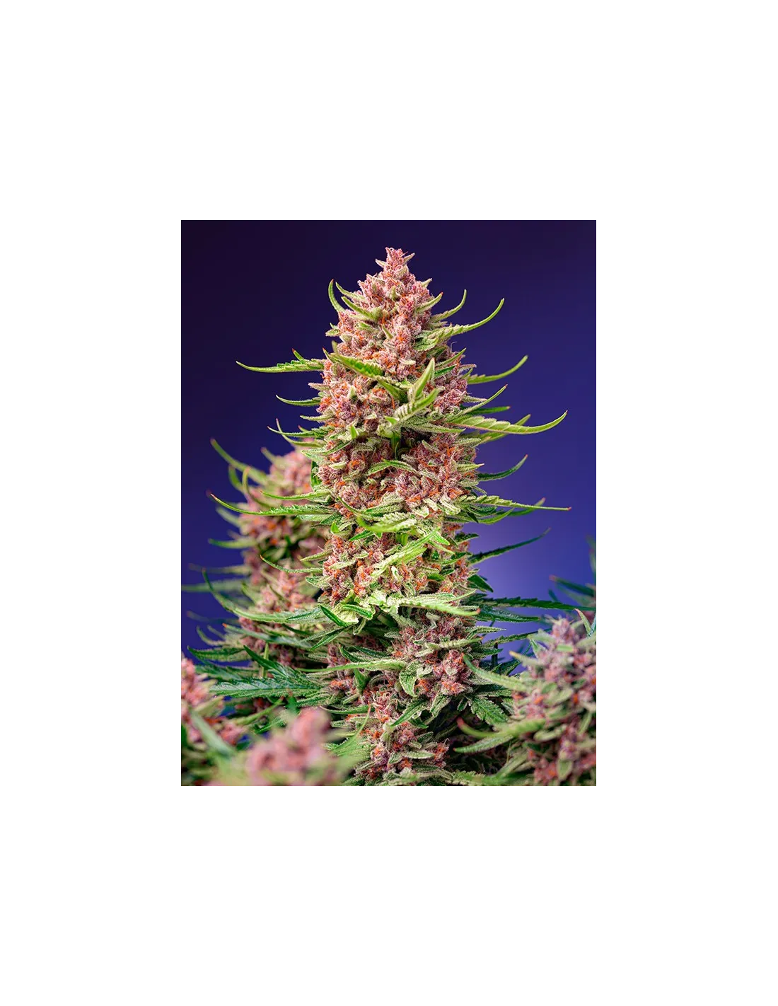 Strawberry Cola Sherbet F1 Fast Version by Sweet Seeds
