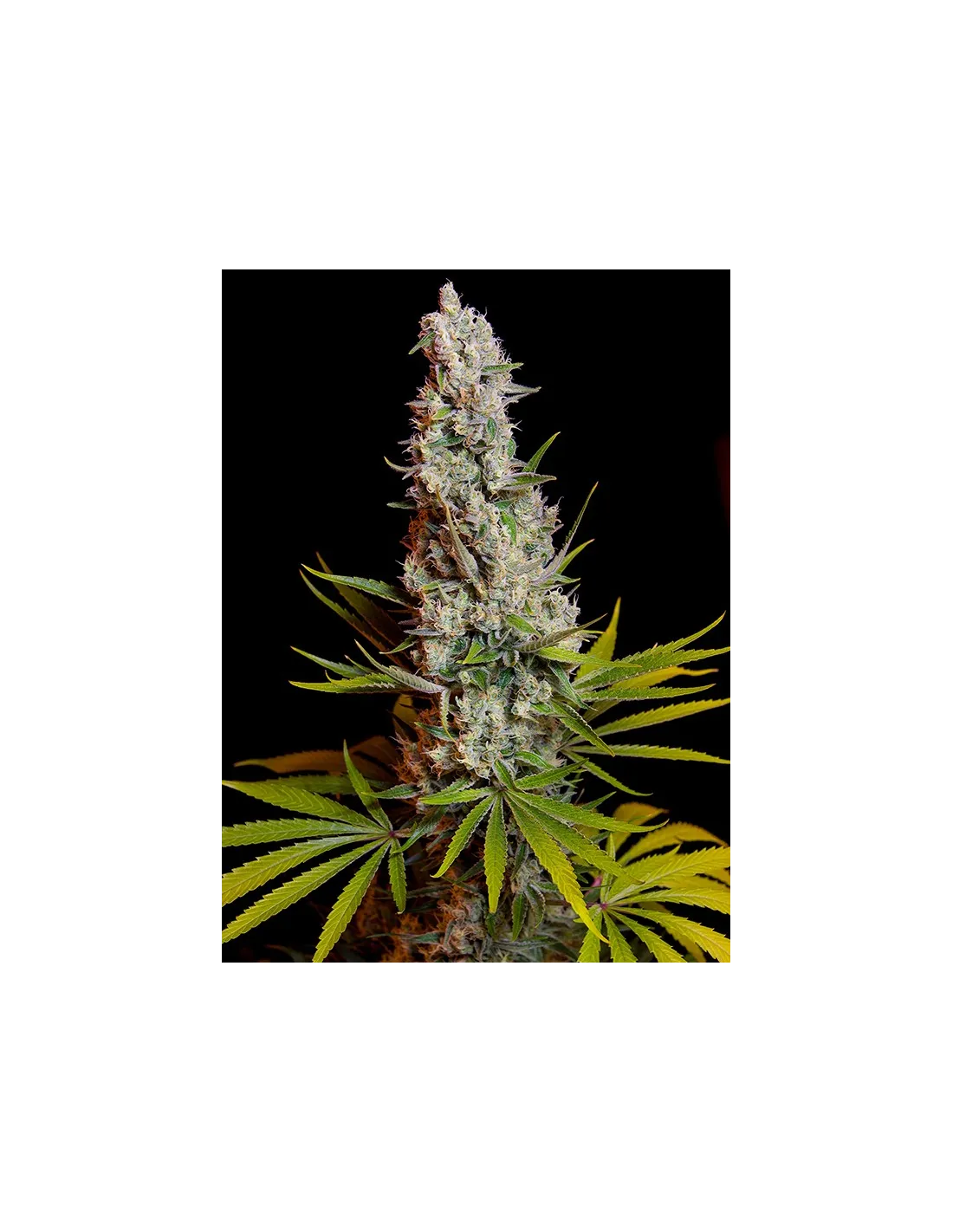 Sweet Cheese cannabis strain by Sweet Seeds