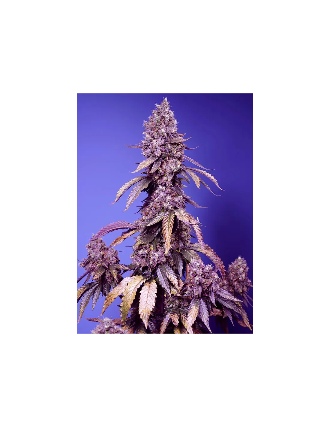 Black Muffin F1 Fast Version cannabis strain by Sweet Seeds