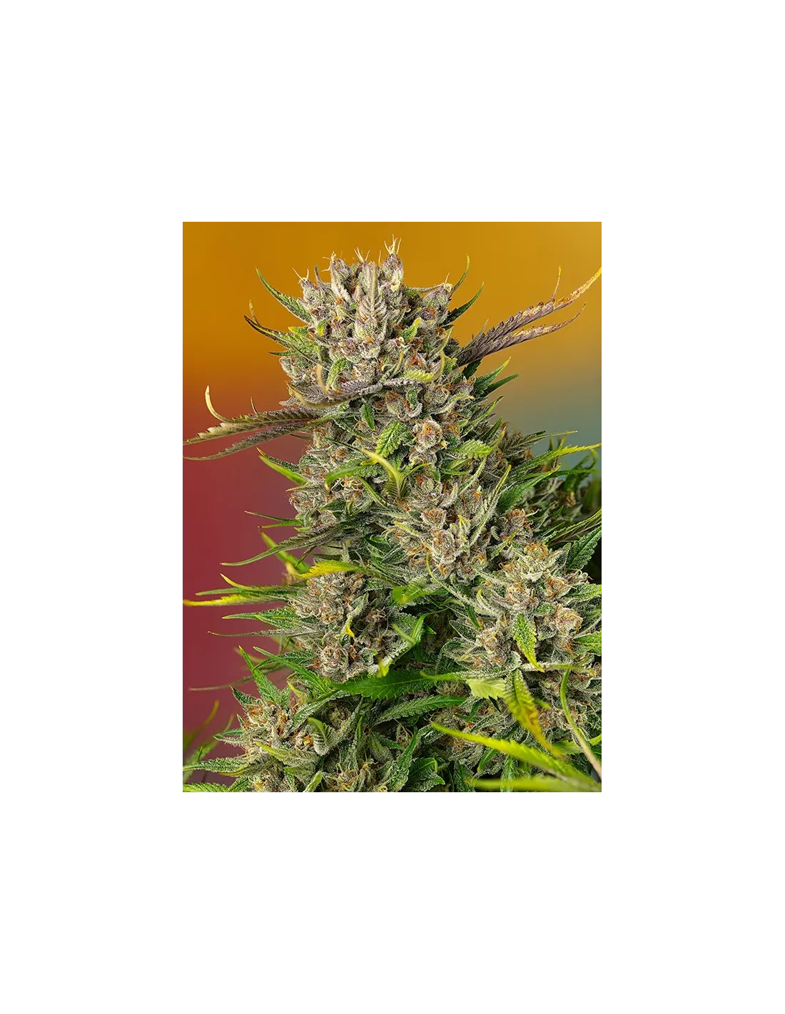 Papaya Zoap Auto cannabis strain by Sweet Seeds