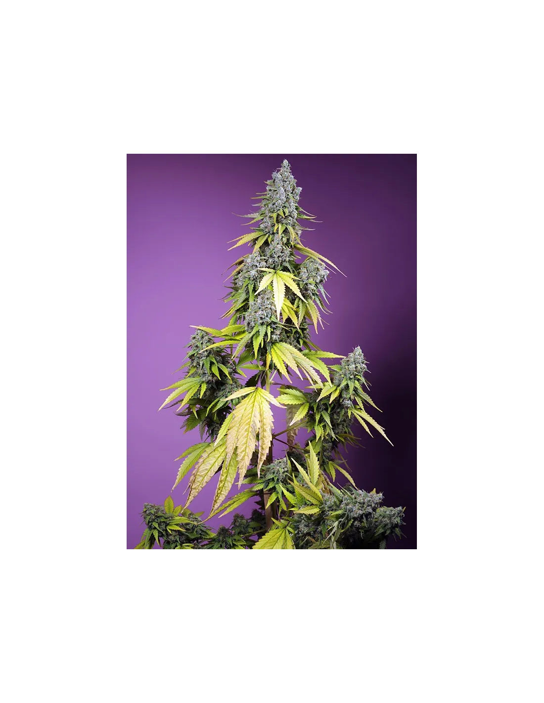 Jet Fuel Mandarine XL Auto by Sweet Seeds