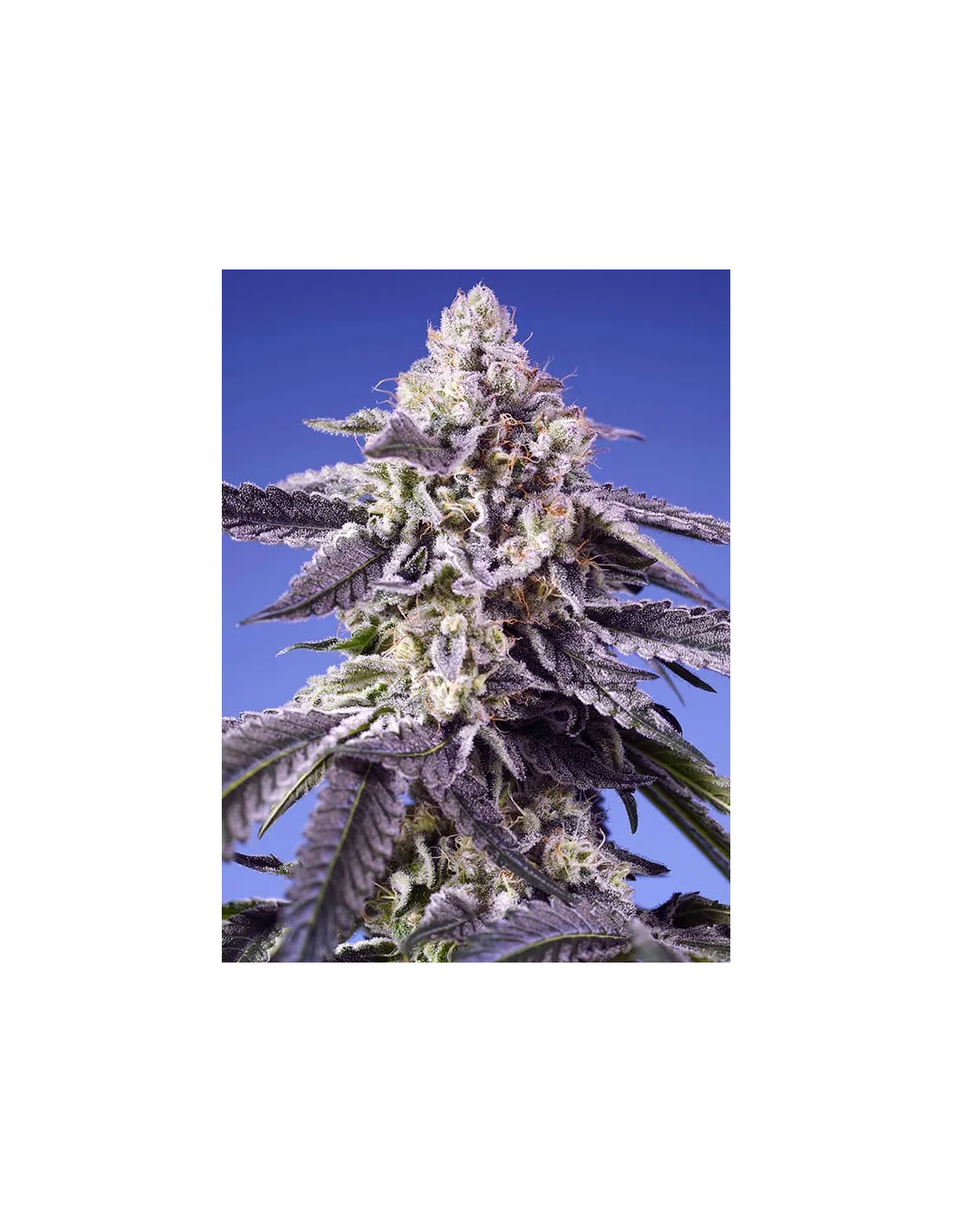 Permanent Jealousy XL Auto cannabis strain by Sweet Seeds