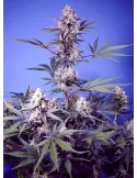 Mental Rainbow F1 Fast Version® (Buy Seeds: 3 seeds +1 free)