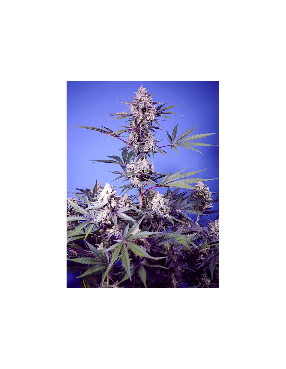 Mental Rainbow F1 Fast Version by Sweet Seeds