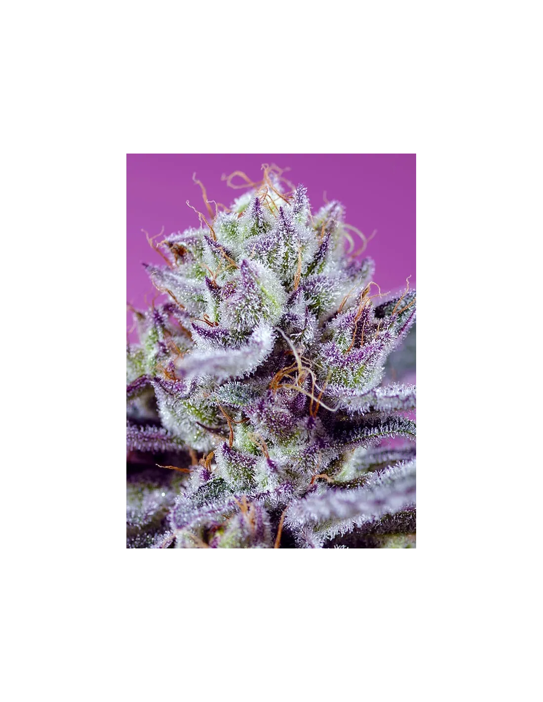 Diablo’s Delight XL Auto cannabis strain by Sweet Seeds