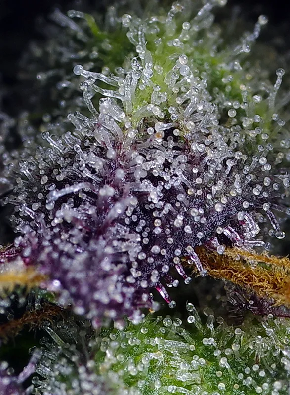 Super Boof XL Auto®