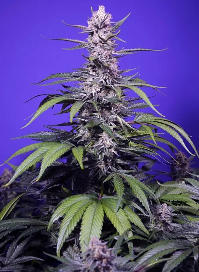 Permanent Marker XL Auto®