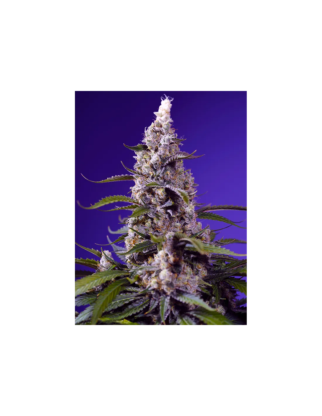 Banana Cream Cake XL Auto cannabis strain by Sweet Seeds