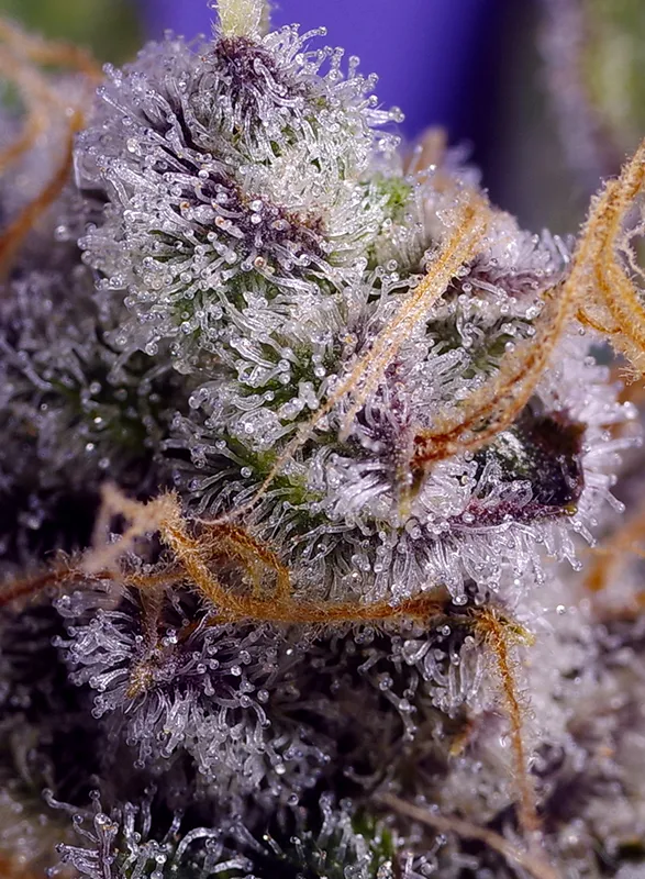 Banana Cream Cake XL Auto®