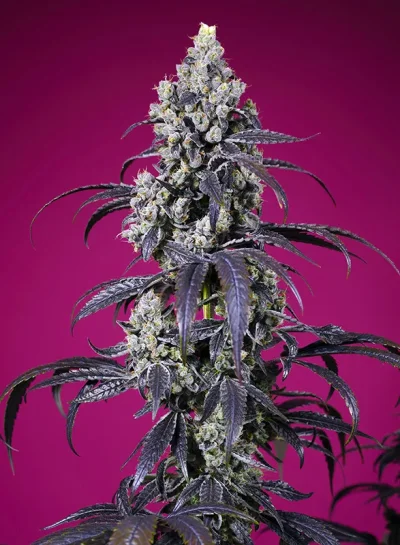 Tropicanna Cherry XL Auto®