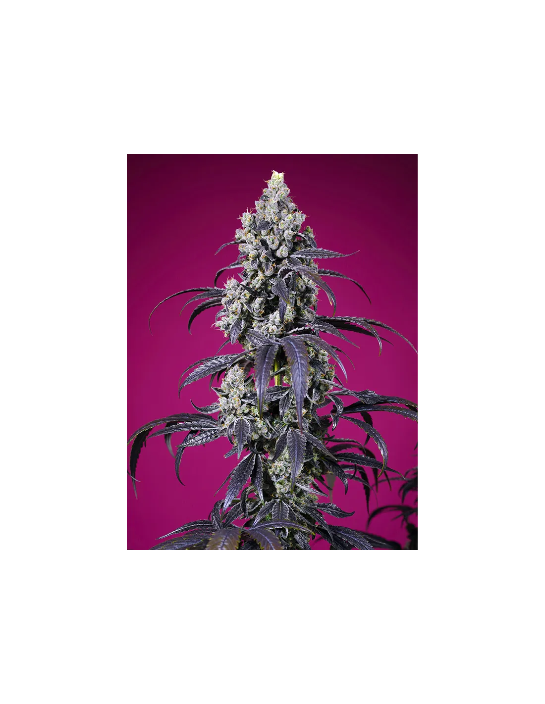 Tropicanna Cherry XL Auto cannabis strain by Sweet Seeds