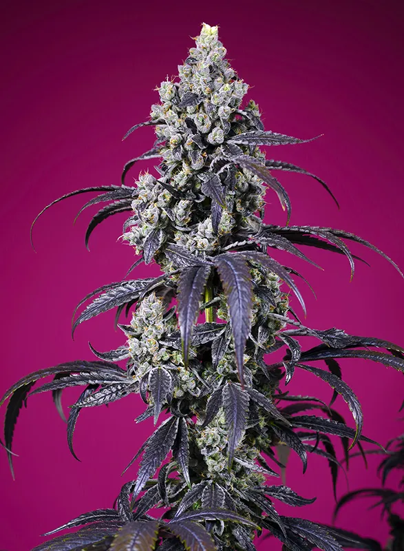 Tropicanna Cherry XL Auto®