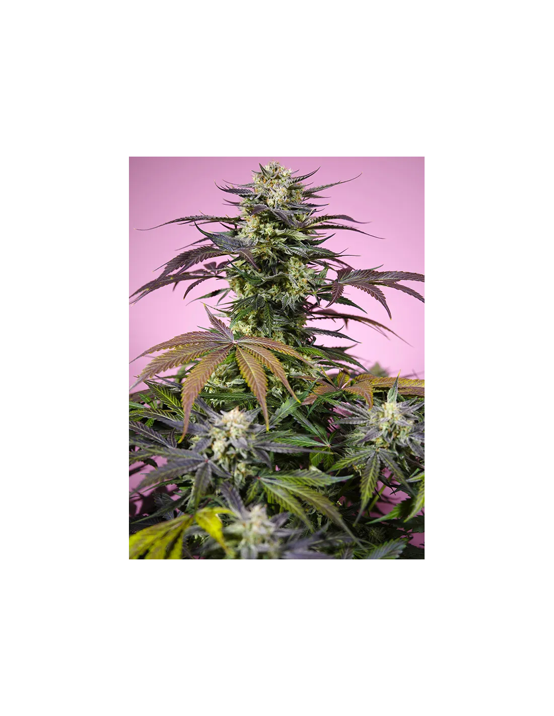 Gelonade cannabis strain by Sweet Seeds