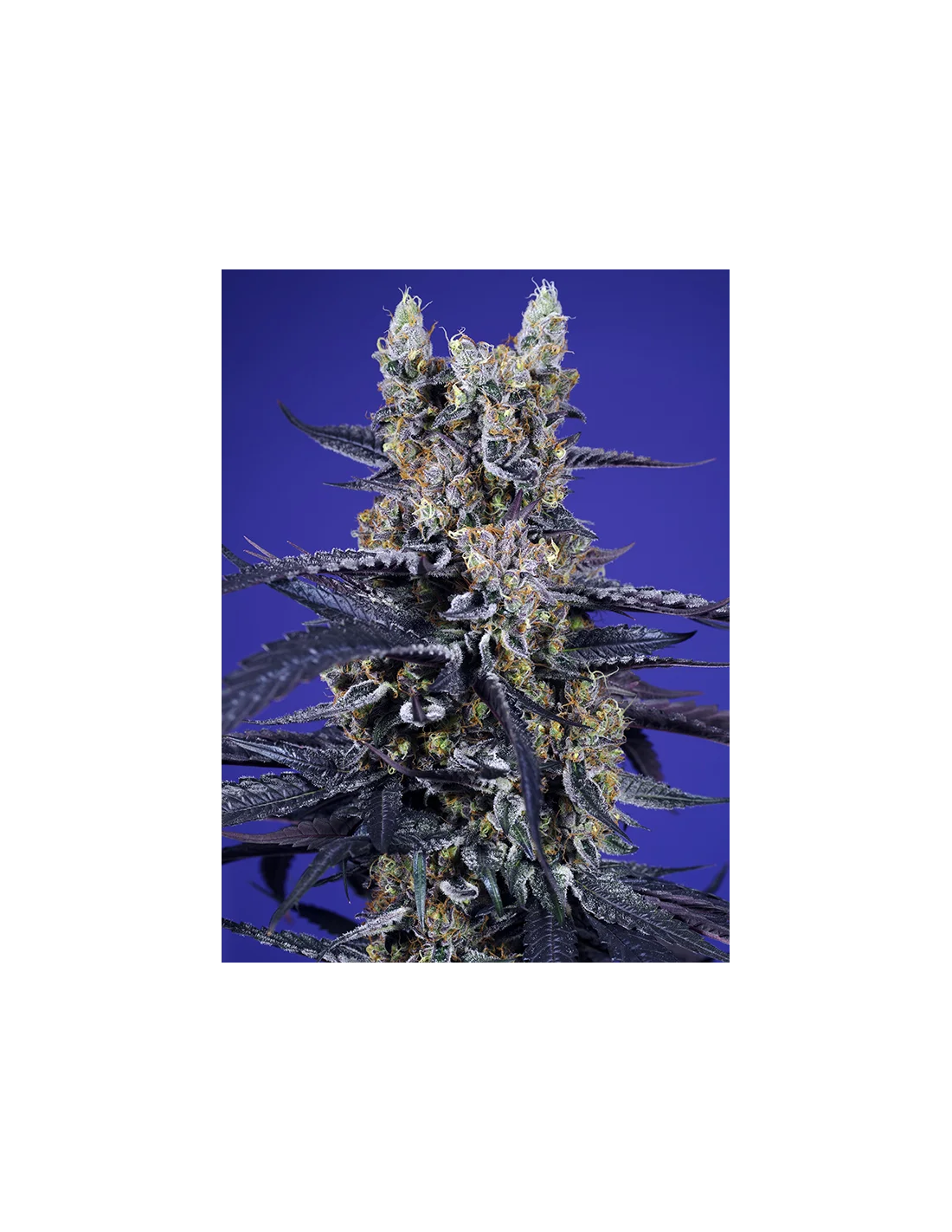 Super Boof XL Auto by Sweet Seeds