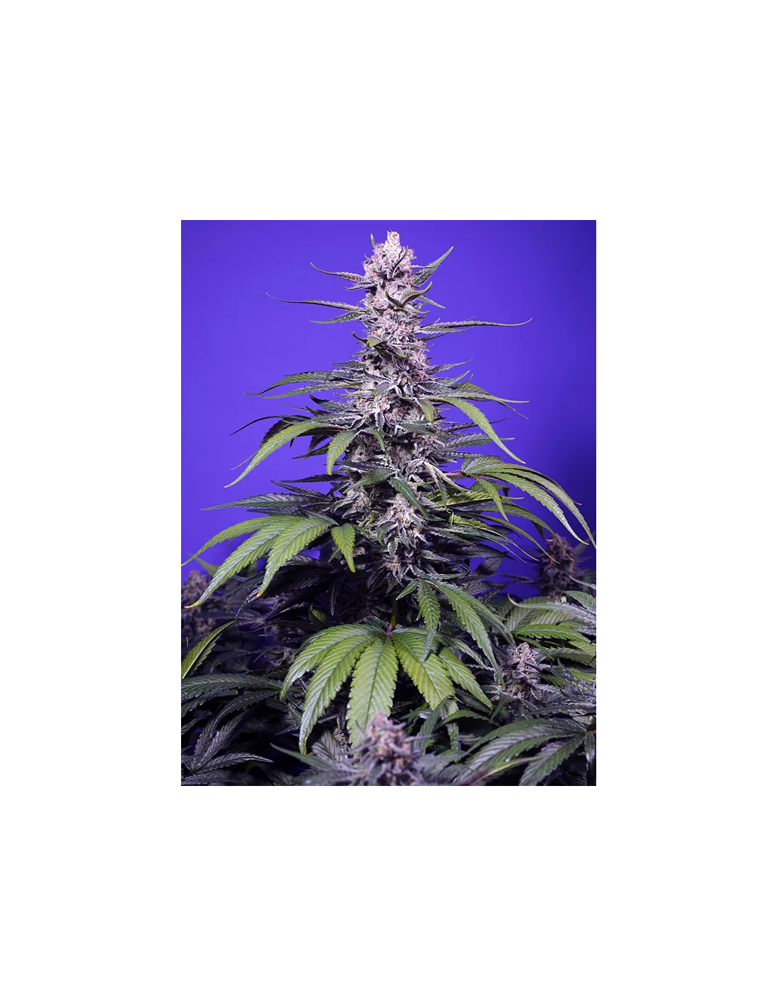 Permanent Marker XL Auto cannabis strain by Sweet Seeds