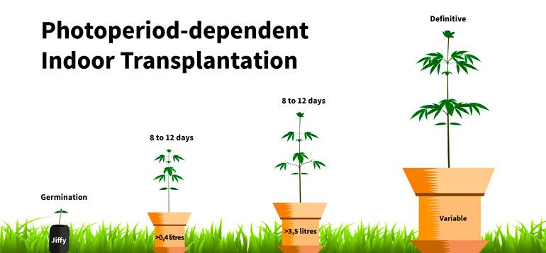 Transplanting indoors